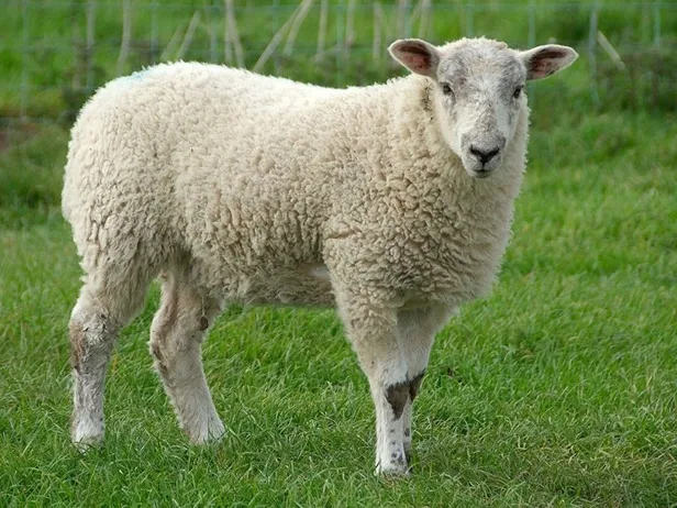 firsatcilar-kucukbasa-da-dadandi-yaklasan-kurban-bayramini-firsat-bilenler-koyunlari-agillara-kapatti-1649187895248.jpeg Fırsatçılar küçükbaşa da dadandı! Yaklaşan Kurban Bayramı'nı fırsat bilenler koyunları ağıllara kapattı-3