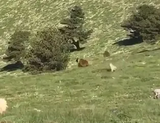 Kangal köpeği sürüye yaklaşan ayıyı kovaladı