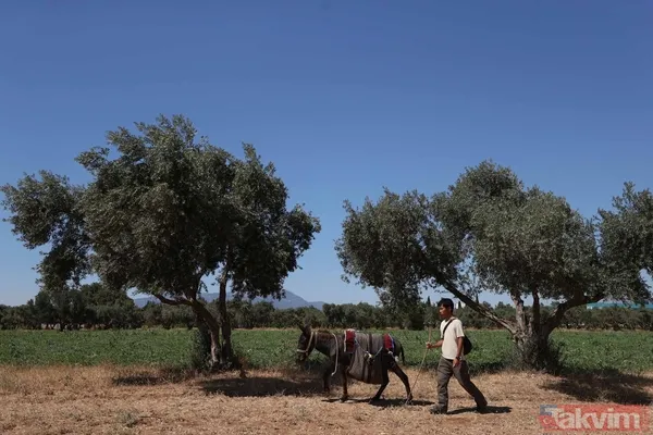 Günün en ilginç haberi: Japon turist Merzifon'dan aldığı eşekle Türkiye'yi gezdi - 2