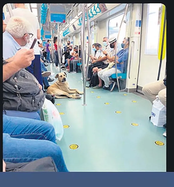 İstanbul Arnavutköy'de bir parkta yeni doğmuş bebek bulundu (Yaşam haberleri)-6