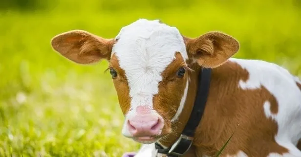 TC kimlik no ile 2019 2. dönem buzağı parası bugün son rakam yattı mı? 2020 yılı buzağı destek ödemesi başvuru şartları...-3