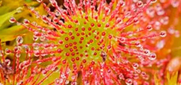 Astıma güneş gülü