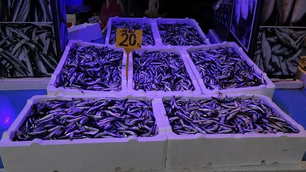 Uzmanlardan 'hamsi' uyarısı: Nesli tükenebilir-6