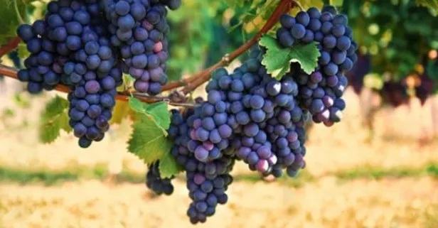 Üzüm birçok hastalıkla savaşıyor! İşte üzümün faydaları