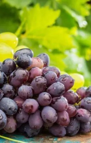 Üzümle kısırlığa son