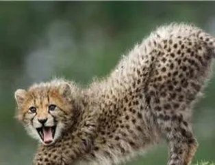 Doğal yaşamdan çarpıcı kareler