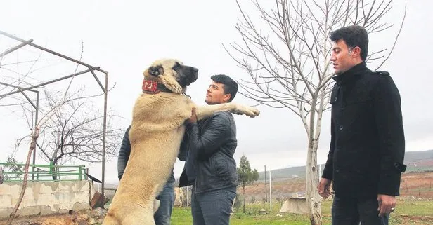 kurtbogan cinsi coban kopekleri gecim kaynagi oldu takvim
