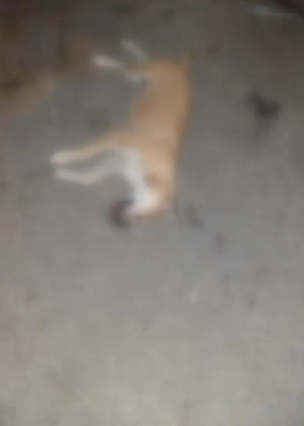 Pendik'te ormanlık alanın yakınlarındaki arazide 17 köpek ölüsü buldu-2