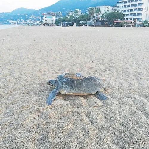 yaziklar-olsun-1591655901436.jpeg Alanya'da caretta caretta yuvasının üzerinde ateş yakıldı-1