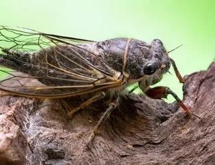 ABD’de koronavirüs sonrası yeni tehlike! Zombi ağustos böceği...