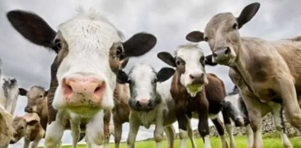 Hayvan yetiştiricilerin toplu para ihtiyacına yönelik birçok banka, kredi fırsatı sunmaktadır-5