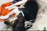 Sokak köpeği kanseri yendi