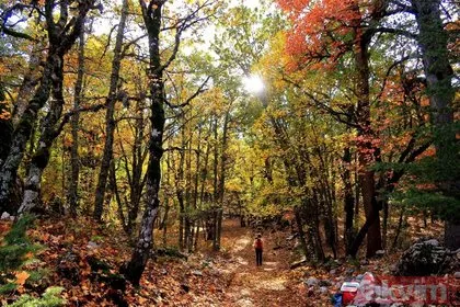 Türkiye’de tek! Eğirdir’deki Kasnak Meşesi Ormanı Tabiat Koruma Alanı’na randevusuz giriş yasak