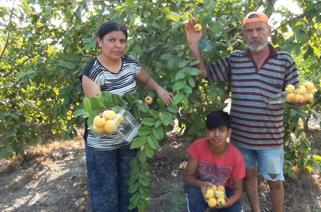 Türkiye'nin ilk guava üreticisi
