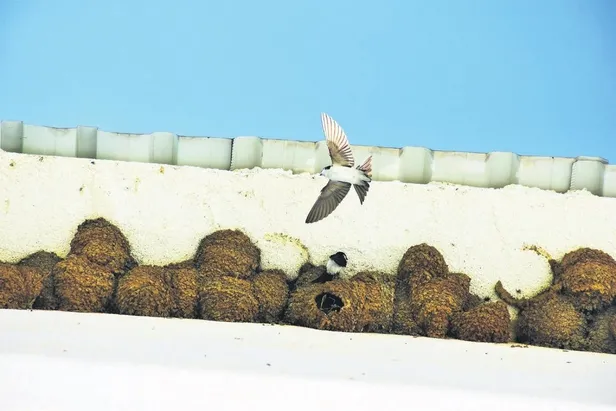 ABD Kovid-19'a yenildi! Türkiye'de valizini alan uçağa binip tatile çıktı-6