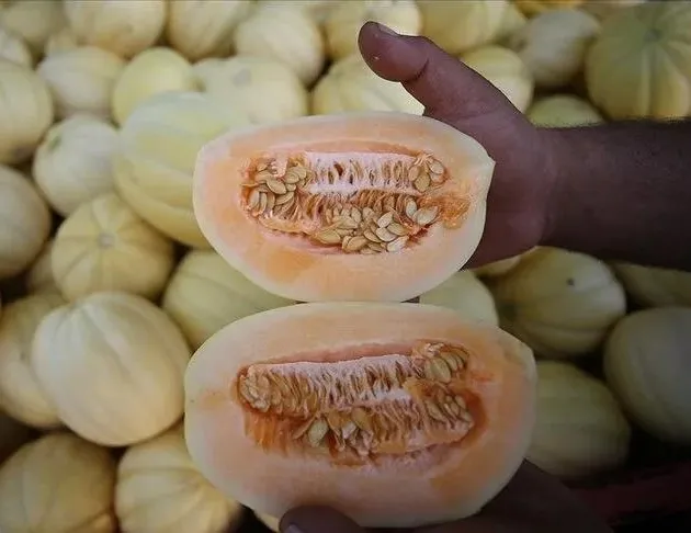 Çeşme kavunu beton kurbanı oldu