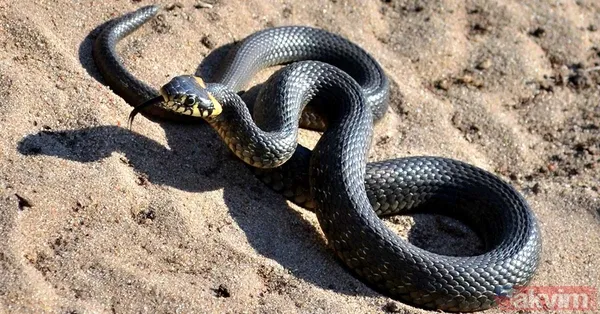 Rüyada ölmüş yılan görmek ne anlama gelir, neye işarettir? Rüyada canlı yılan görmenin anlamı ve yorumu - 3