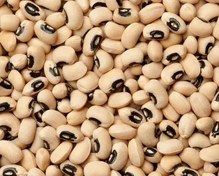 Bağırsak dostu börülce