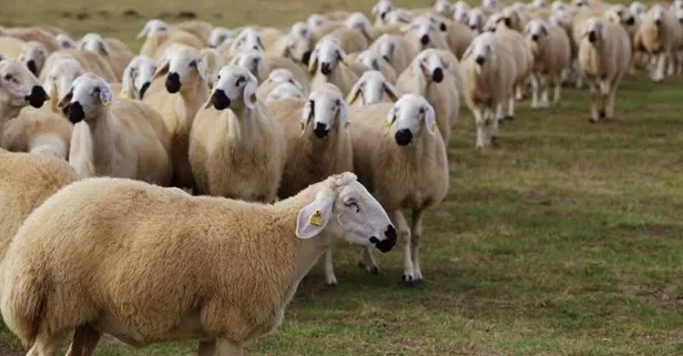 TİGEM 300 koyun kredi şartları nelerdir? TİGEM hibe başvurusu nasıl yapılır? Tek koyun için  5.700 TL...