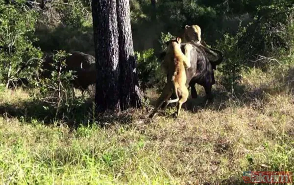 Ava giderken avlandı! Bir anda bufaloların arasında kalan aslanın zor anları (Aslan - Bufalo kavgası) - 28