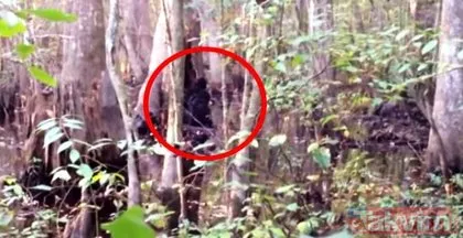 Ormanda görenleri şoke eden akılalmaz görüntü! ’Yabani insan’ dehşete düşürdü