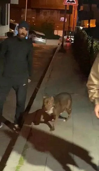 cihangirde-korku-dolu-anlar-tartistigi-kisinin-uzerine-pitbull-kopegini-saldi-1704274376193.jpeg