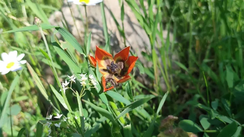 10-gunluk-omru-var-manisa-lalesini-koparana-699-bin-tl-rekor-ceza-1777390129201.jpg 10 günlük ömrü var: Manisa lalesini koparana 699 bin TL rekor ceza-6