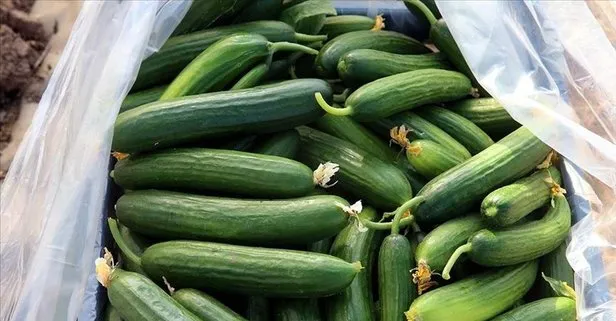 Güzellik sırrı salatalık
