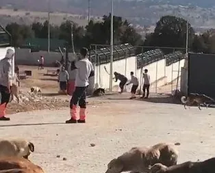 Konya’daki köpeğe eziyetle ilgili flaş açıklama