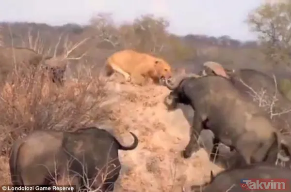 Ava giderken avlandı! Bir anda bufaloların arasında kalan aslanın zor anları (Aslan - Bufalo kavgası) - 37