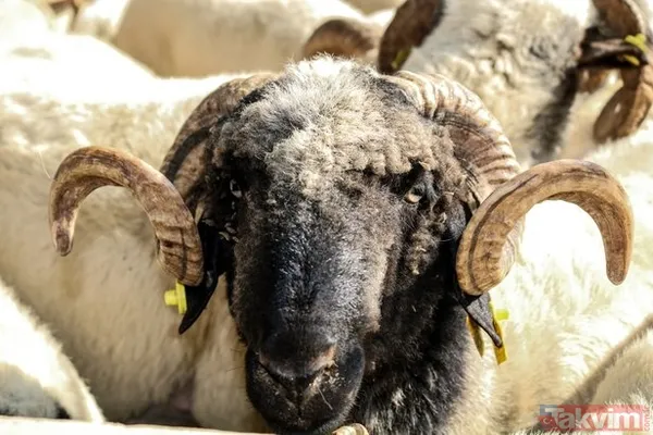 KURBANLIK FİYATLARI NE KADAR OLDU? 2022 Büyükbaş Küçükbaş Tosun, Koyun, Dana, Öküz, Sığır, Keçi, Koç İL İL kurbanlık FİYAT LİSTESİ! - 10