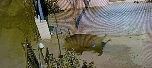 Seslere uyandılar hayatlarının şokunu yaşadılar