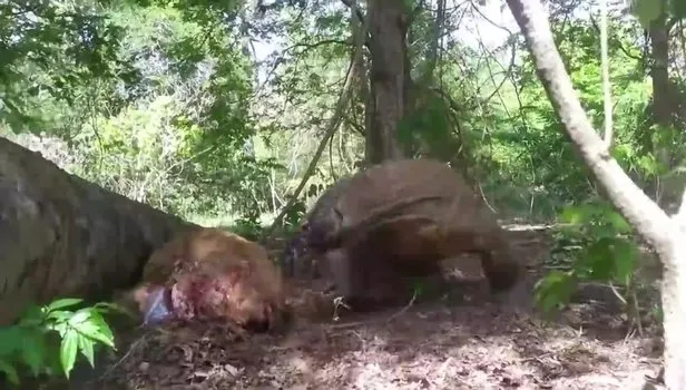 Komodo ejderi gebe geyiği canlı canlı yedi! Karnını yarıp yavru geyiği içinden çıkardı! Kan donduran anlar...