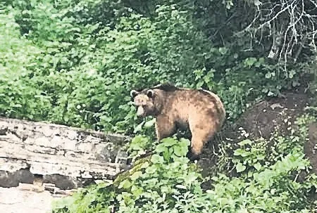 ‘Gözleri Karadeniz’ setine ayı girdi!