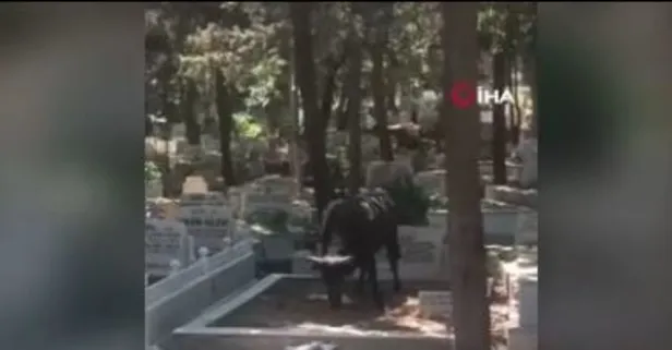 İstanbul Beyoğlu’nda kaçan kızgın boğa mezarlığa daldı: 2 yaralı