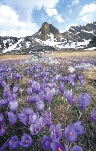 Sonbahar elması: Safran