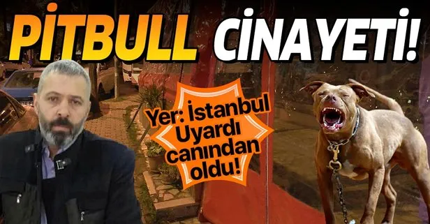 İstanbul Bahçelievler’de korkunç olay!  Pitbull tartışması cinayetle sonuçlandı