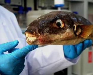 Bırakın yemeyi dokunmayın bile