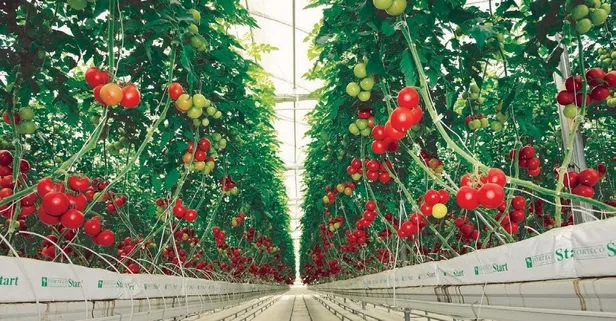 Sera üreticileri son yıllarda kazançlarından hayli memnun