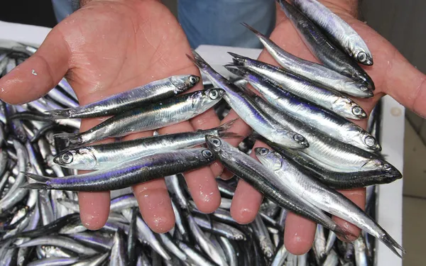 Hamsi neden göç ediyor? Hamsi firarda: Bu sefer sıcaktan değil...-7