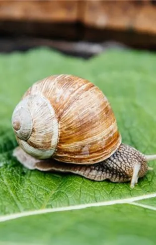 Rüyada sümüklü böcek görmek ne anlama gelir?