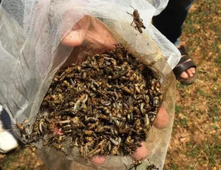 6 mahallede çekirge istilası! Kenti sardı, kırmızı alarma geçildi!