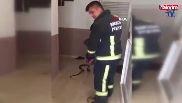 Cumhuriyet tarihinin en büyük yangınından sonra yılanlar Manavgat'ta şehir merkezinde görülmeye başladı