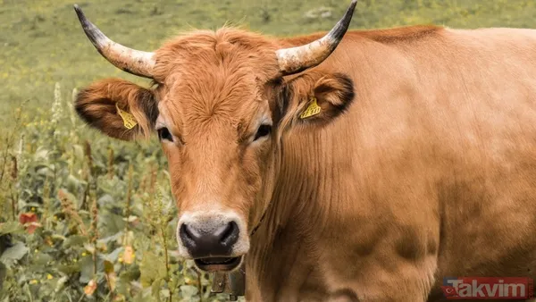 Şâfiîlere Göre İse 4. Günü Gün Batımına Kadar Kesilebilir (Şirbînî, Muğni'l-Muhtâc, Iv, 383; İbn Rüşd, Bidâye, I, 436)."