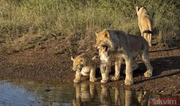 Yılan evcil köpeğe saldırdı! Dehşet dolu anlar... - 31