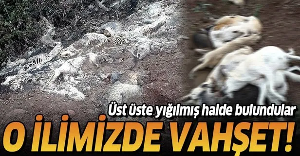Osmaniye’de arazide üst üste atılmış köpek ölüleri bulundu