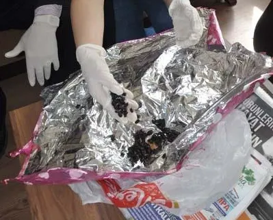İnegöl'de türü belirlenemeyen böcek-5