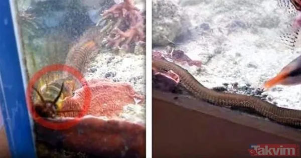 Aslan ve kaplanın (kavgası) karşılaşması hayrete düşürdü! - 12