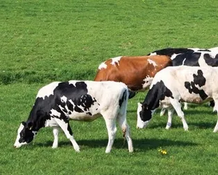 Doğu ve Güneydoğu için yeni eylem planı