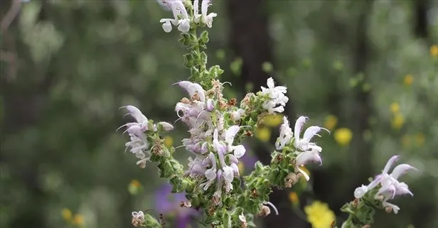 Her derde deva: Adaçayı